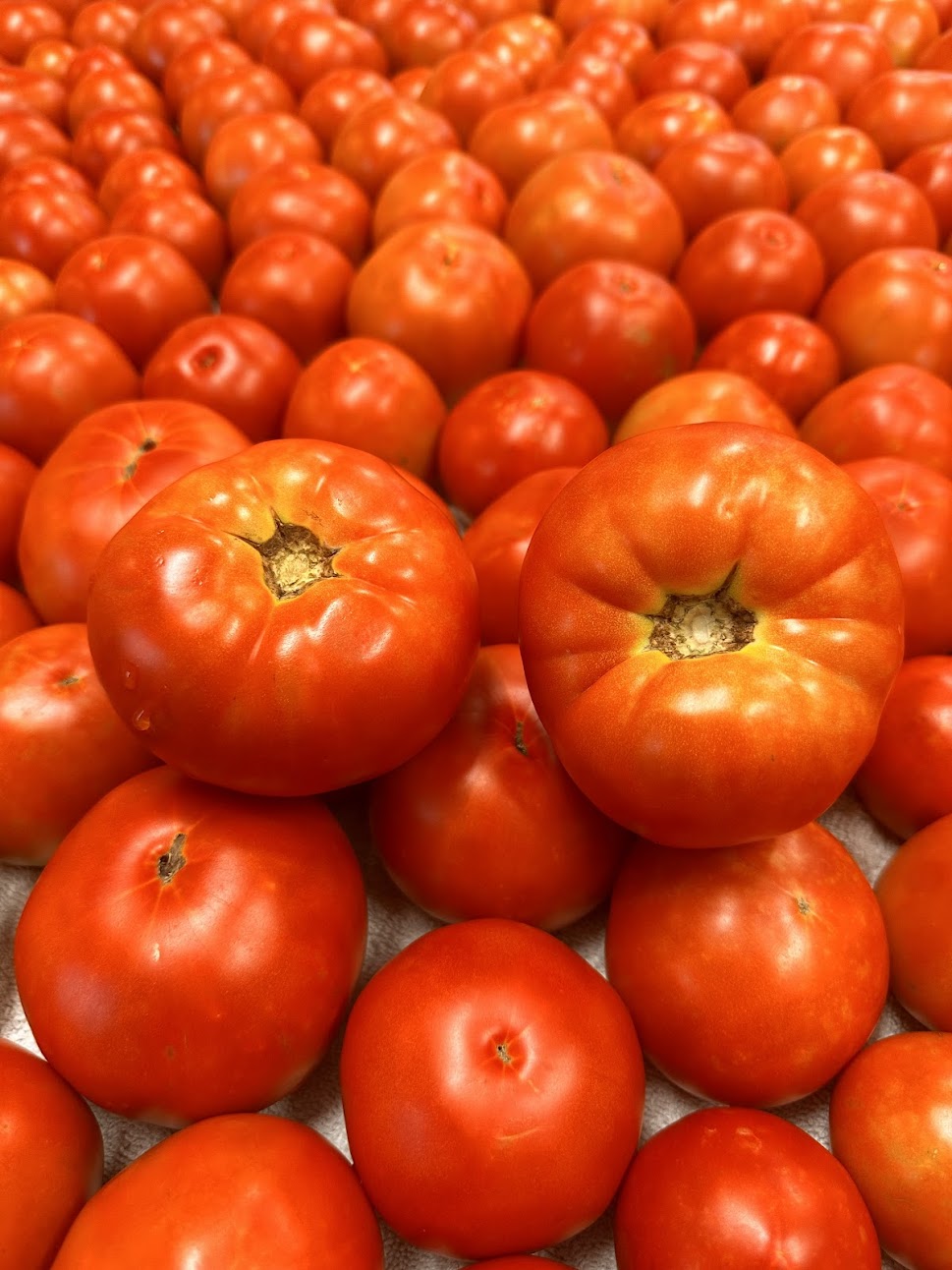 Stack of red tomatoes on a white background